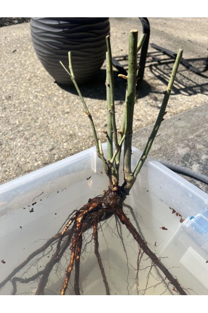 Саженец розы Свитнес с голым корнем